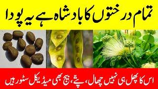 Siris tree benefits || Albizia lebbeck benefits || Tukhme saras ke fayde