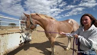 5 new rescued Belgian Draft horses from McLean, TX arrive at the farm and we have more surprises!