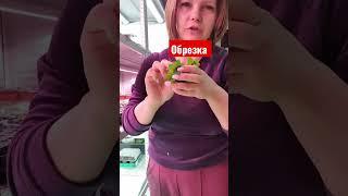 слабонервным не смотреть. #цветы #многодетная #петунии #подкормки #подпишитесь #рассада