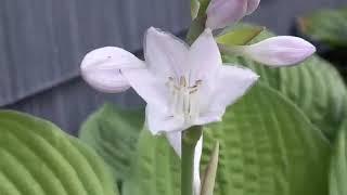 Hosta sieboldiana