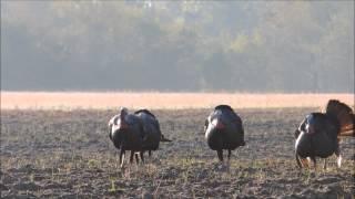 Devins Turkey