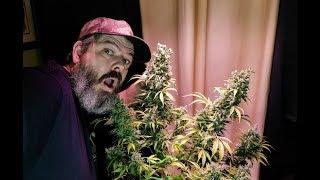 Massive AVT Autoflower Harvest With An Inside Look At Foxtails