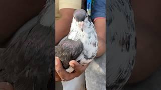 jama masjid kabutar market | pigeon market | red fort Delhi white pigeons