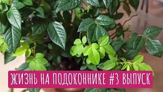 Жизнь на подоконнике #3 выпуск