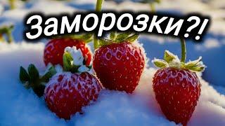 Заморозки в мае 2024г. Был ли заморозок и какие последствия. Belklubnika.by