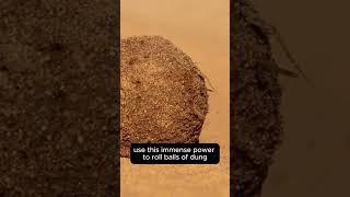 Section 1 The Dung Beetle Nature's Tiny Powerhouse. #Short