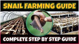 Snail Farming: A Beginner's Guide to Success