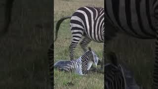 Zebra Giving Birth Baby, nature's wildlife scene 