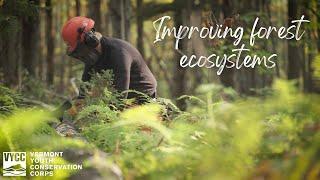 Improving Forest Health with Vermont Youth Conservation Corps