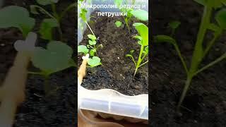 Капельный полив редиса и петрушки дома Drip watering of radishes and parsley at home