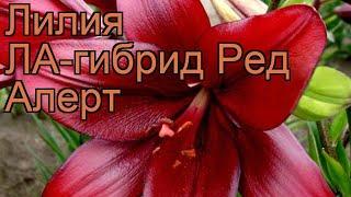 Лилия ла-гибрид Ред Алерт (lilium la-hybrid red alert)  обзор: как сажать, луковицы лилии Ред Алерт