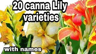 canna Lily varieties+names