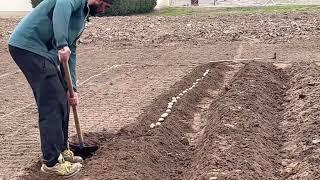 Preparing the soil for planting potatoes #farming #vegetablefarm #farmwork #farmlife #bullfarm