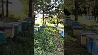 упаковка пчел, подготовка к переезду домой