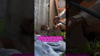 Rescue and treatment for Otti. The dog collided with a car #rescue #lovedog #dogrescue #dog