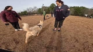 Dog Park Introducing an insecure dog to the pack