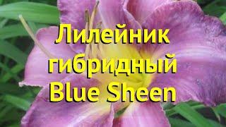 Лилейник гибридный Блю шин. Краткий обзор, описание характеристик hemerocallis Blue Sheen