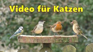 Videos für Katzen Zum Spielen : Schöne Vögel im Garten