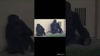 The monkeys are getting a divorce.   (Humor)