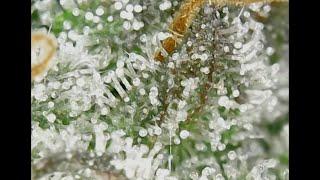 Trichomes- Do I harvest or not