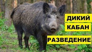 Разведение Диких Кабанов как бизнес идея