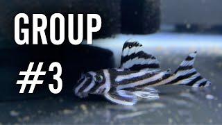 Starting Another L046 Zebra Pleco Breeding Group 