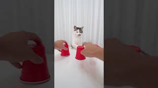 Cat and Shuffle Game
