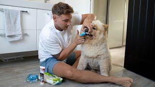 Morning Routine With My Chow Chow DOG! ‍️