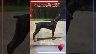 Doberman evolution| Doberman transformation | Mr. Dober