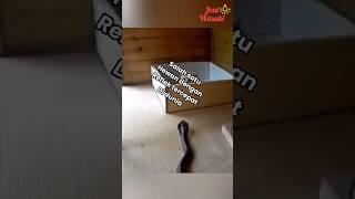 Hewan darat dengan reflek tercepat di dunia