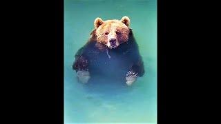 Мансур  4 расслабленные лапы  Bear Mansur moments.