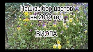 Наш выбор цветов на 2019 год. Виола