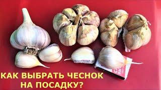 Чтобы вырастить крупный чеснок, когда сажать? Как выбрать чеснок на посадку? Хранение чеснока зимой