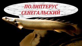 Аквариумные рыбки. Полиптерус Сенегальский. Содержание, разведение, совместимость.