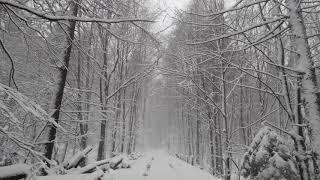 Virtual Drive Through Forest Covered With Snow / Snowy Fairy Tail to Melt Your Stress and Worries