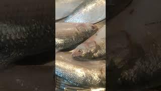 Sushil Fish Vlogs