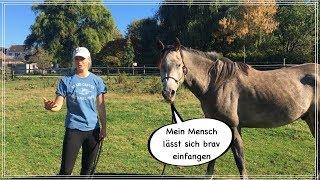 Natural Horsemanship: Pferd lässt sich nicht einfangen