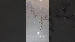 #aquaculture #gharo