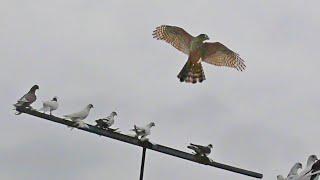 Hawk Attacks Pigeons from the Rooftop! Goshawk Chasing Pigeons!