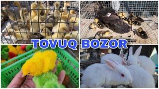 Tovuq Bozorini Sog'inganlar Bormi ?