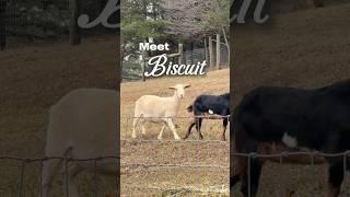 Meet the Farm: Biscuit the Mini Nubian Goat #nubiangoat #goatlife #farmlife