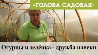 Голова садовая - Огурцы и зелёнка - дружба навеки