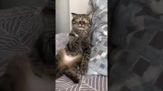 Кот в шоке #Tik Tok #Shorts #Тик Ток #ПриколКоты #Catstiktok