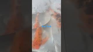 India Tamilnadu Chennai Kolathur Fish Market Cheap Koi fish. Prices ranging from 100 to 200 rupees