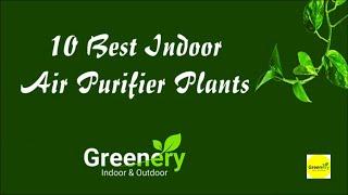 10 Best Indoor Air Purifier Plants
