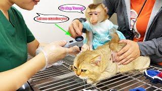 Monkey Lyly took cat Tommy to the hospital for a health check and vaccination