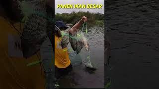 MUKAT IKAN HASILNYA MENAJUBKAN #SHORTS #MUKATIKAN #IKANBESAR #IKANBABON