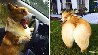 Funny and Cute corgi puppies videos compilation 2021 Cutest corgis Ever! Part 2