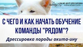 Дрессировка породы акита ину. Начальное обучение команды Рядом - с чего и как начать?