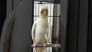 Cockatiel Call to attract other Cockatiels #pets #cockatielqueen #cockatiel #pet #birds #birdsounds